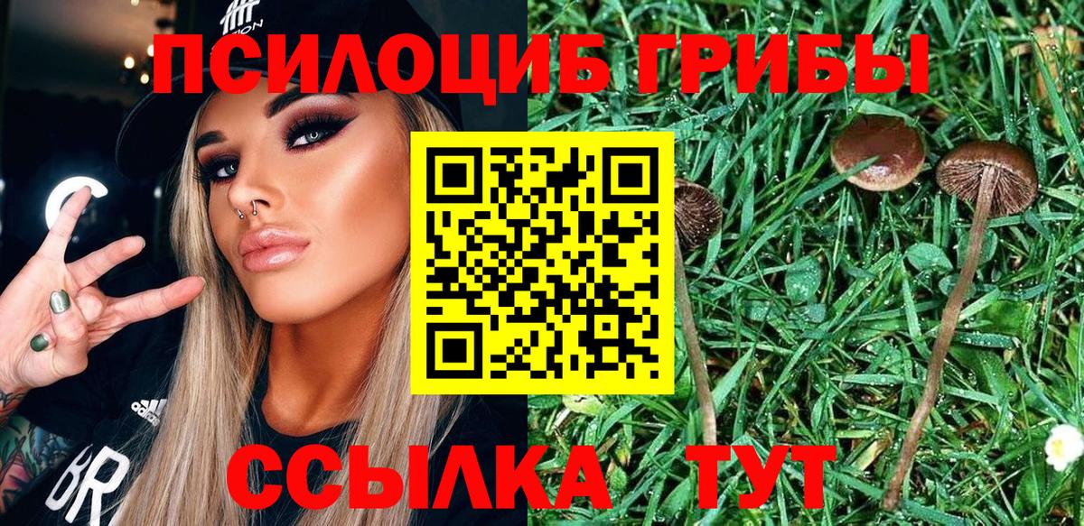 Псилоцибиновые грибы Psilocybe Протвино
